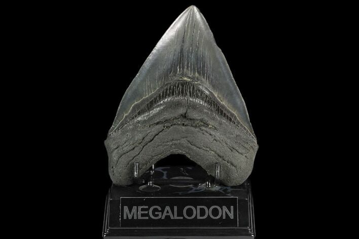 Fossil Megalodon Tooth - South Carolina #128312